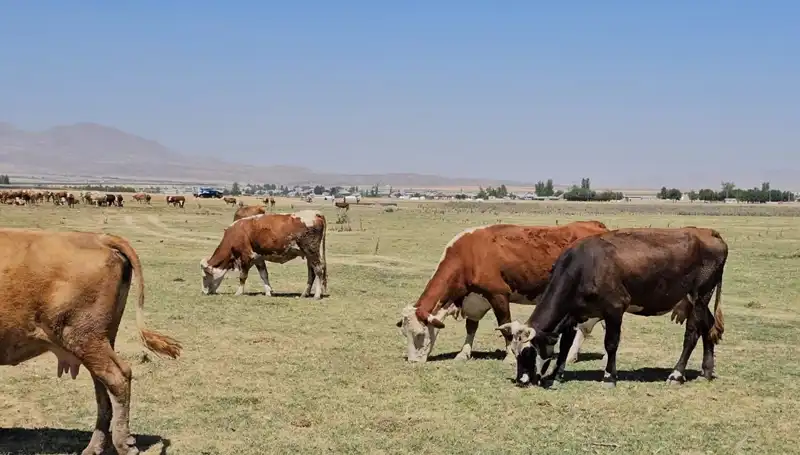 Arin Gölü Kuruyor: Çevresel Tehlike ve Su Krizi Derinleşiyor